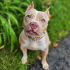 adoptable Dog in , MA named Clementine