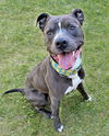 adoptable Dog in , MA named Moxie