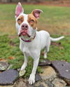 adoptable Dog in  named Gingersnap