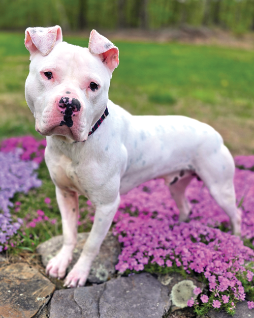 picture of the dog needing adoption