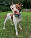 adoptable Dog in  named Kit Kat