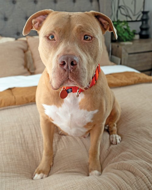 picture of the dog needing adoption