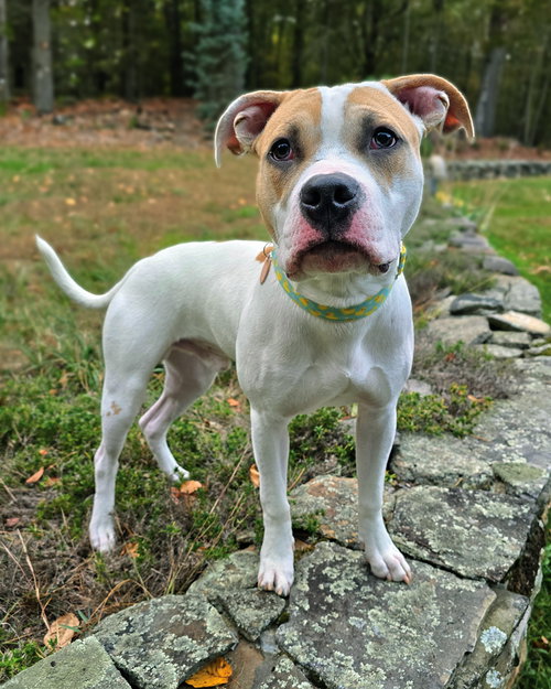 picture of the dog needing adoption