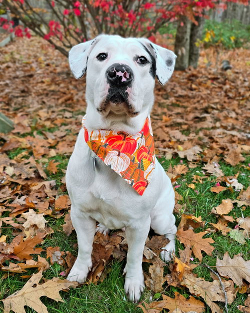 picture of the dog needing adoption