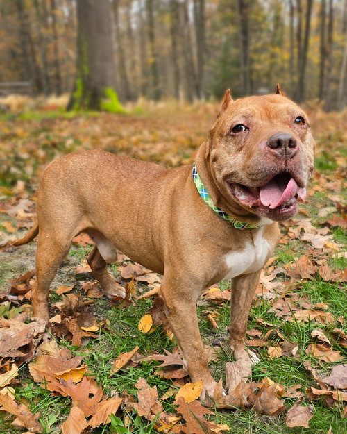 MR. WONDERFUL - American Pit Bull Terrier available for adoption