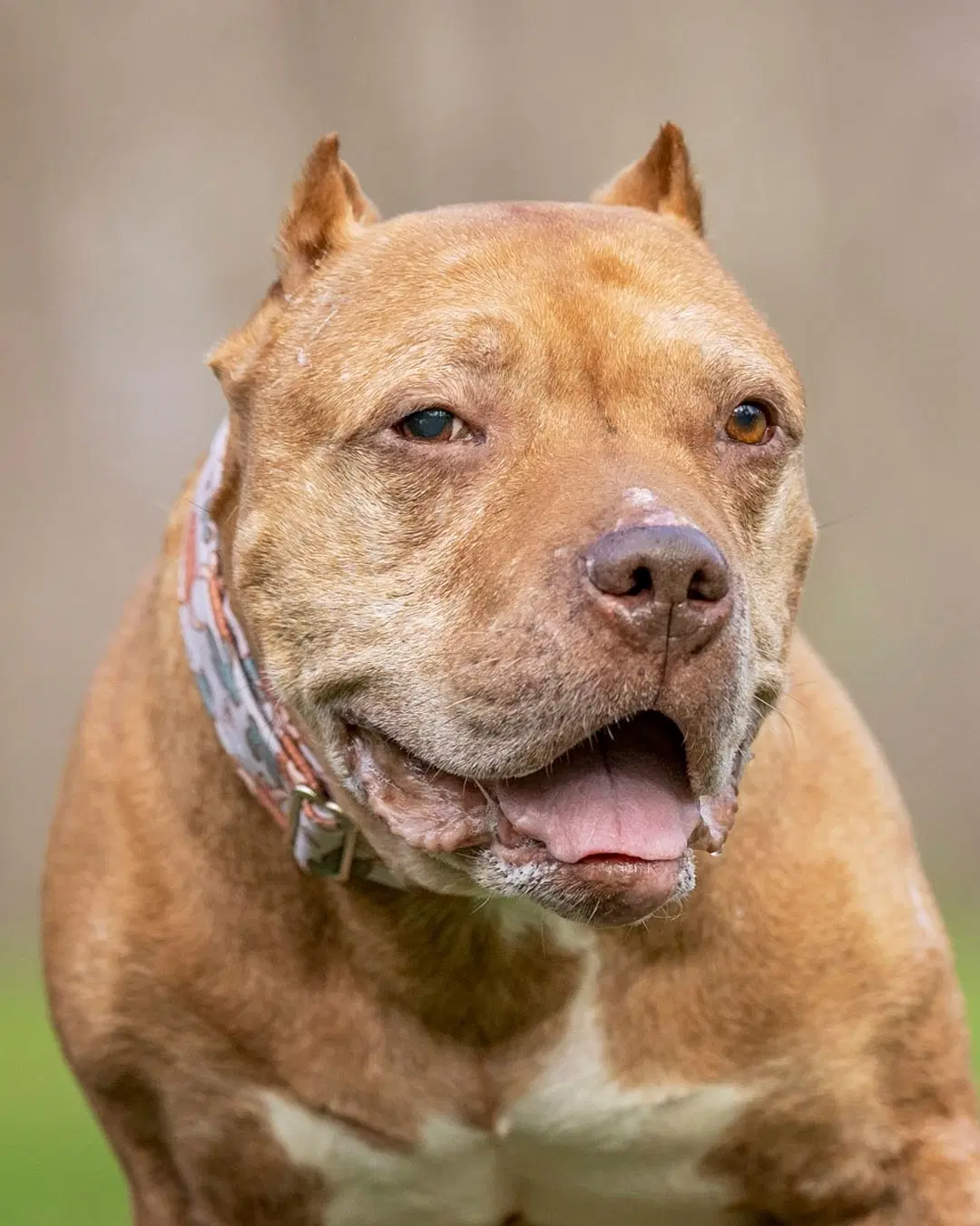 Mr Wonderful - American Pit Bull Terrier