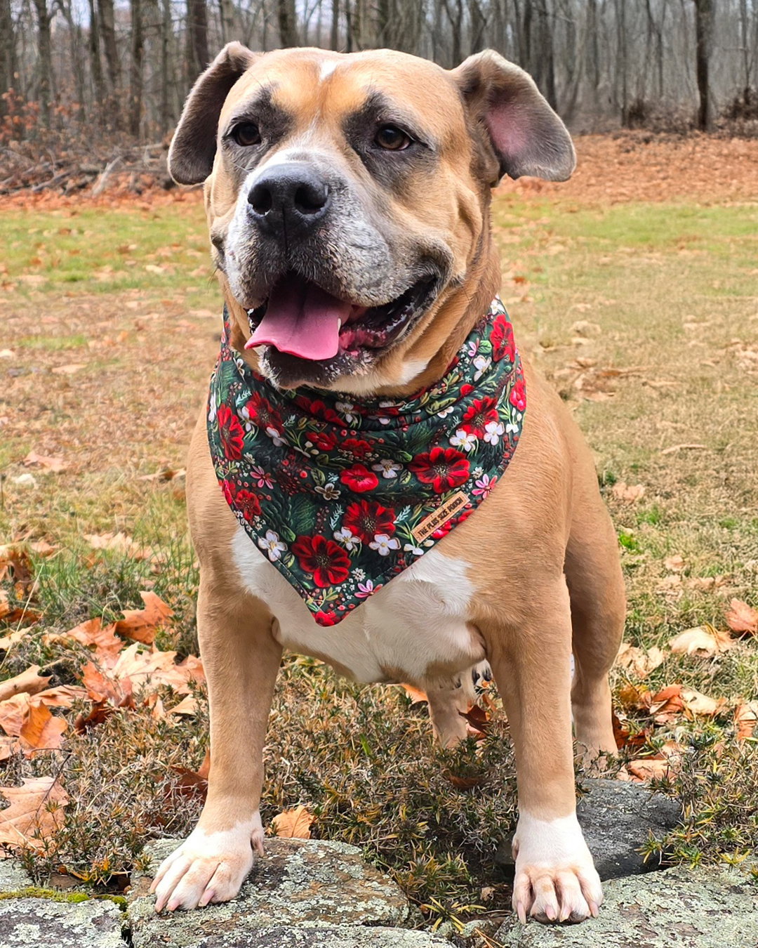 Dixie