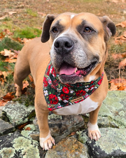 DIXIE - American Bulldog / American Pit Bull Terrier available for adoption