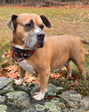 Dixie - Photo 3