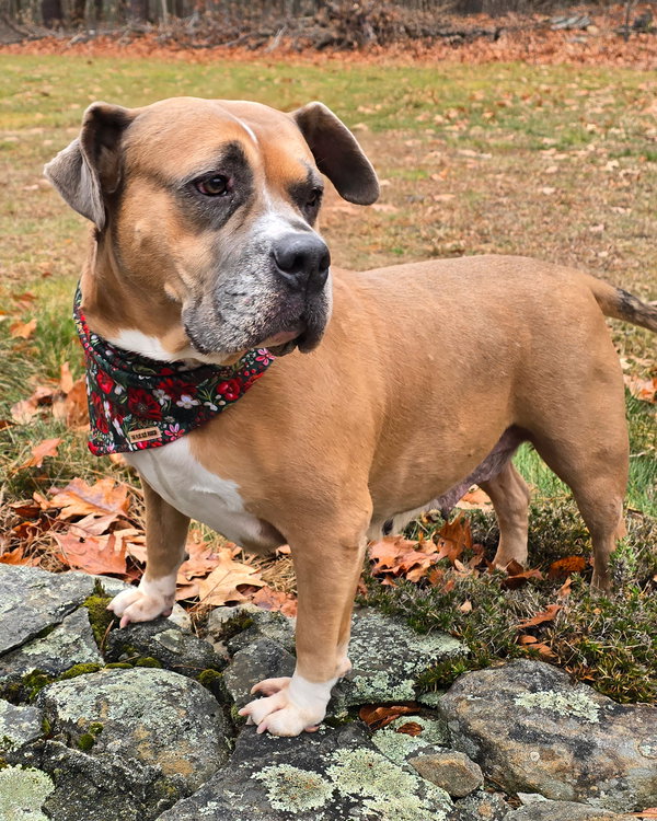 Dixie