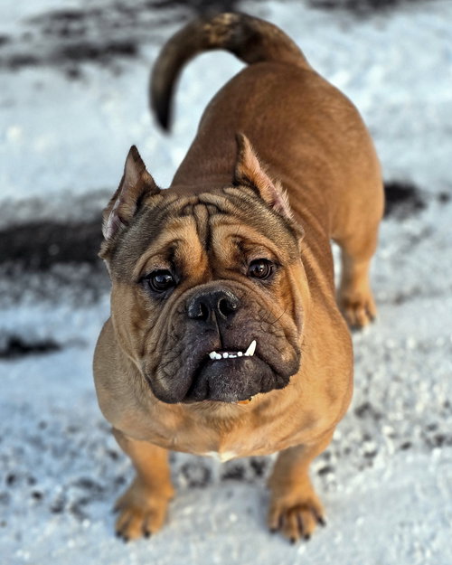 picture of the dog needing adoption