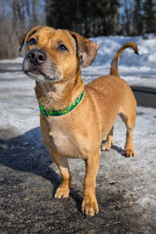 picture of the dog needing adoption