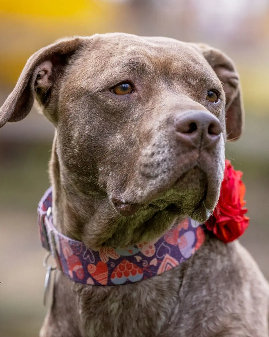 Foxy Brown - American Pit Bull Terrier