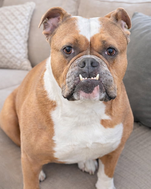 picture of the dog needing adoption