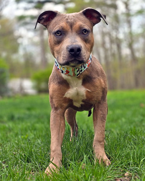 Egg Roll, an adoptable American Pit Bull Terrier in Westminster, MA