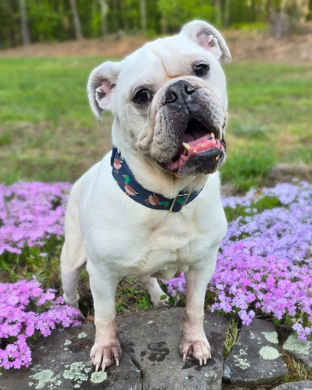 Bambam - Bulldog