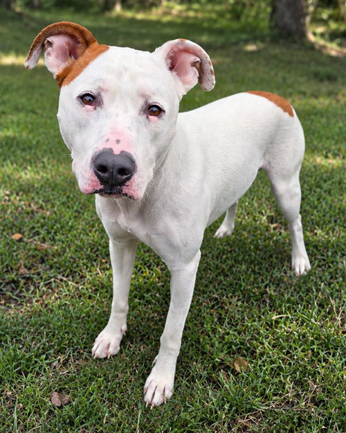 Johnny Cash, an adoptable American Staffordshire Terrier in Westminster, MA