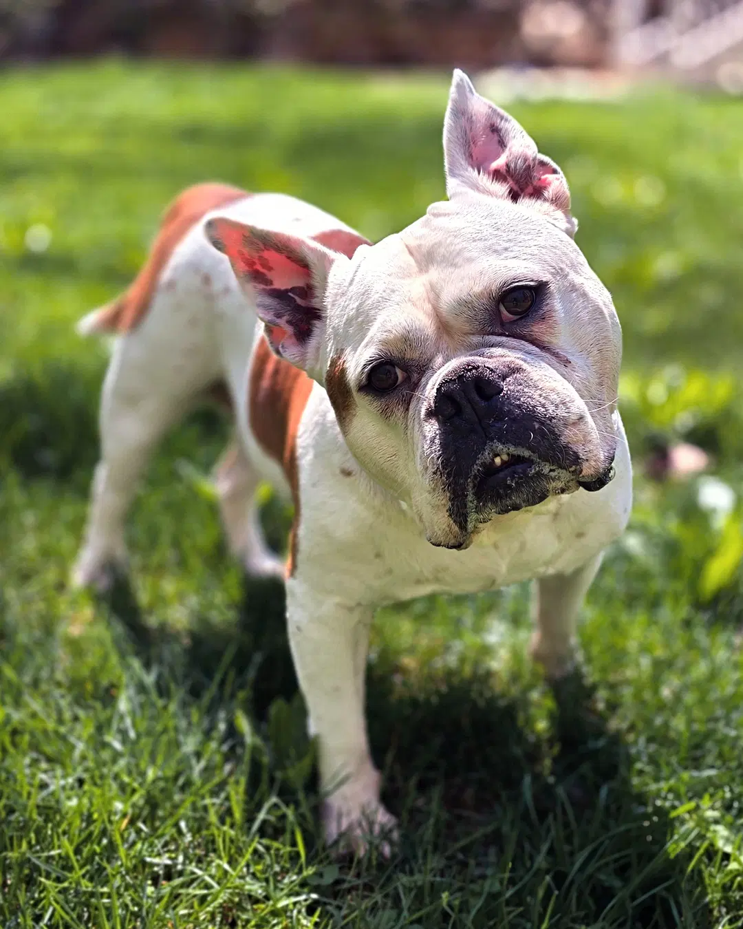 Brenda From Accounting - Bulldog