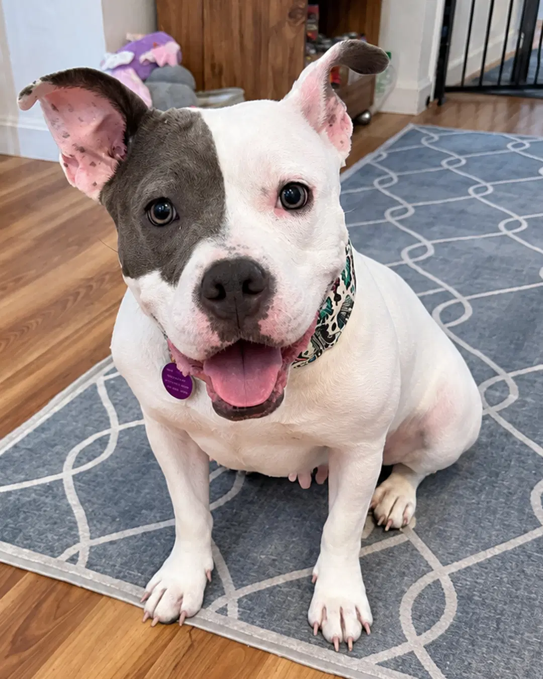 Daisy - American Pit Bull Terrier