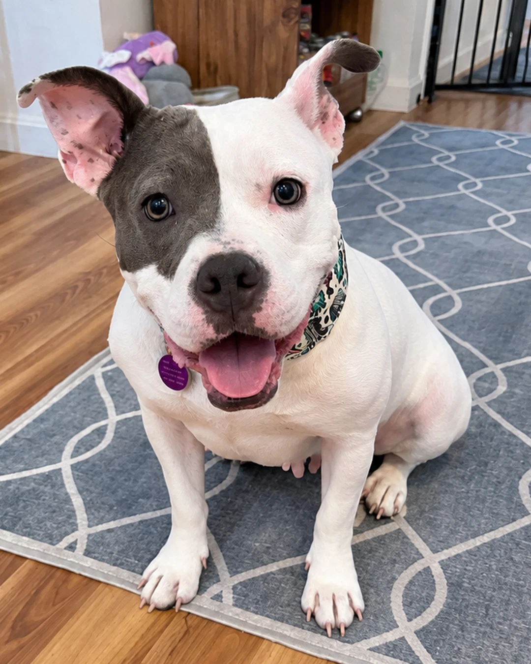 Daisy