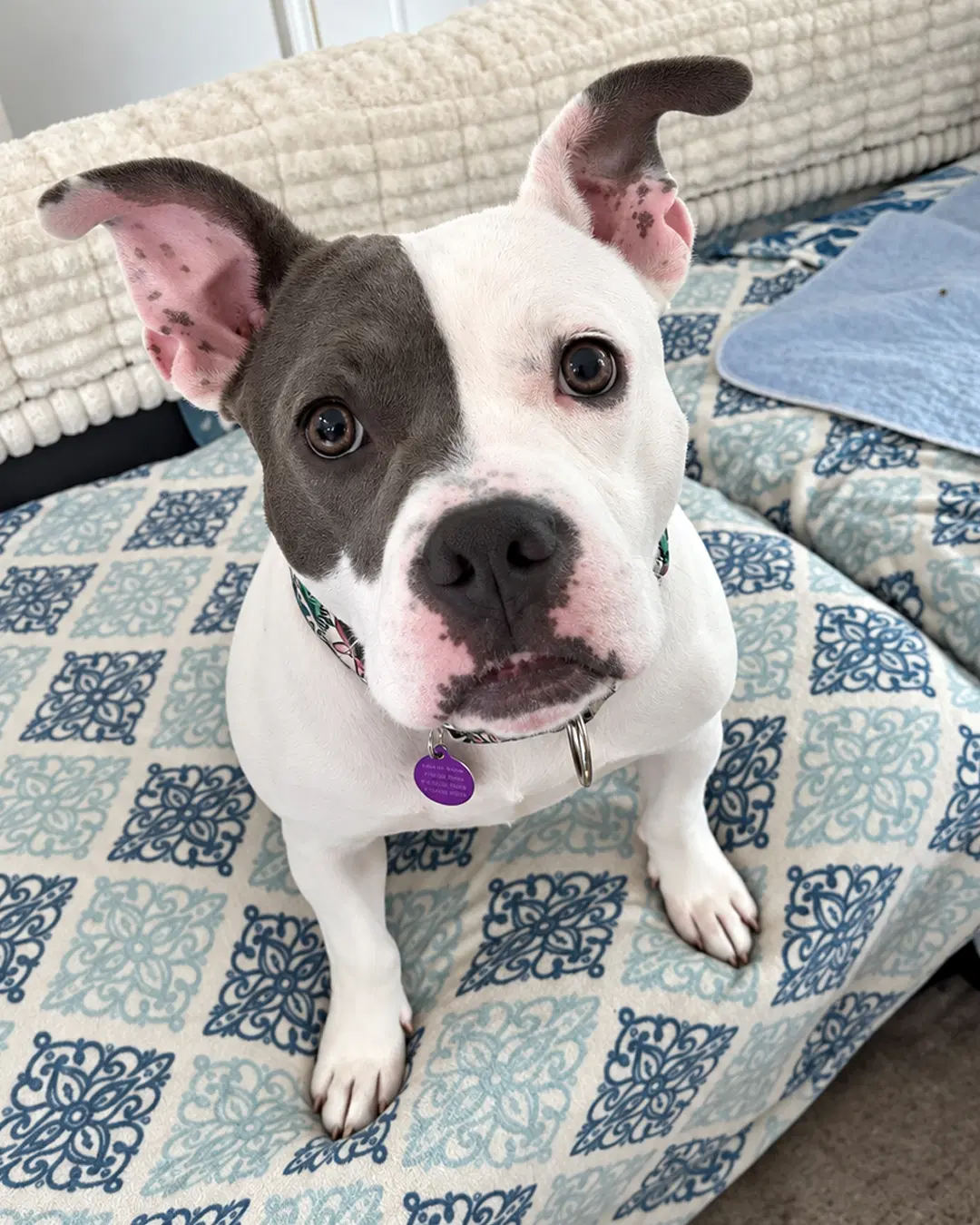 Daisy image 2