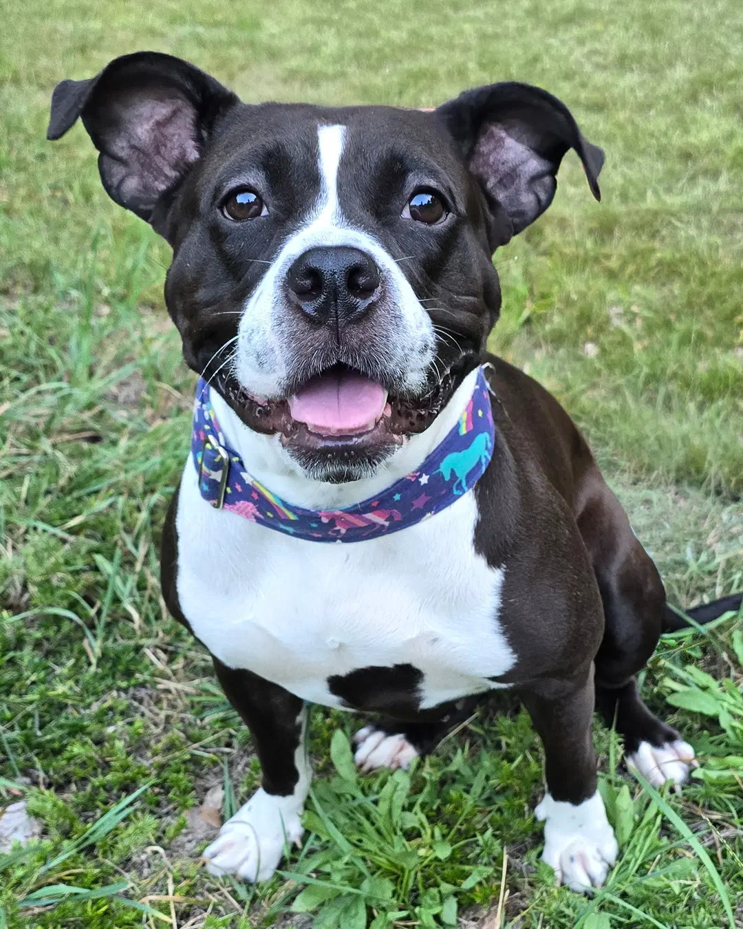 Maddie - American Pit Bull Terrier