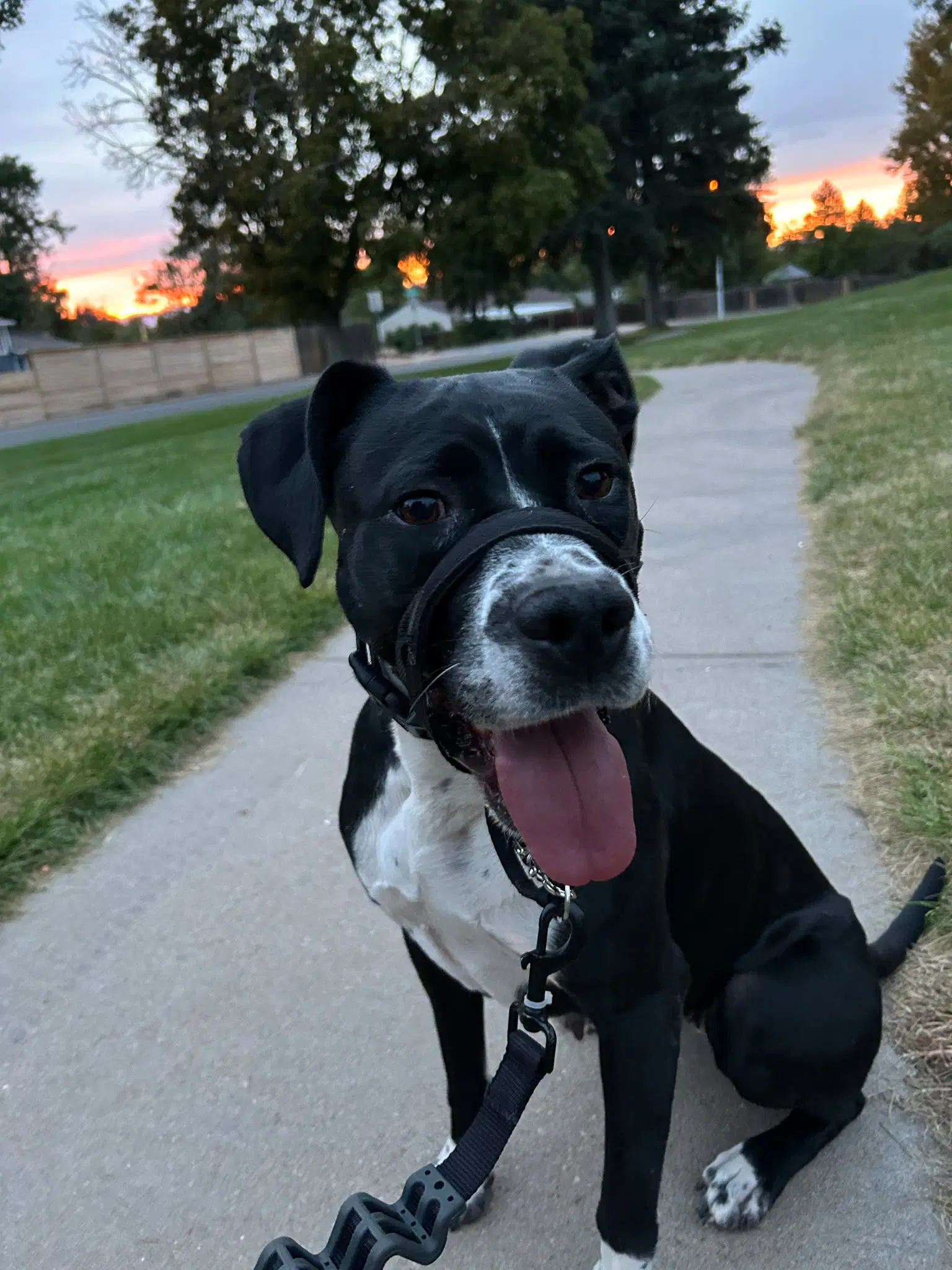 Dori Co - Boxer
