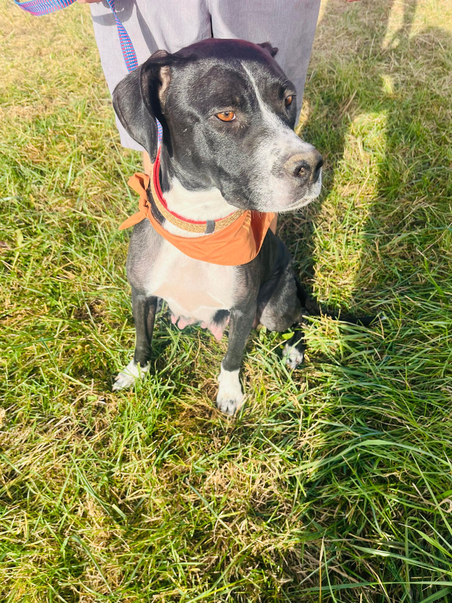 adoptable Dog in Aurora, CO named Dori