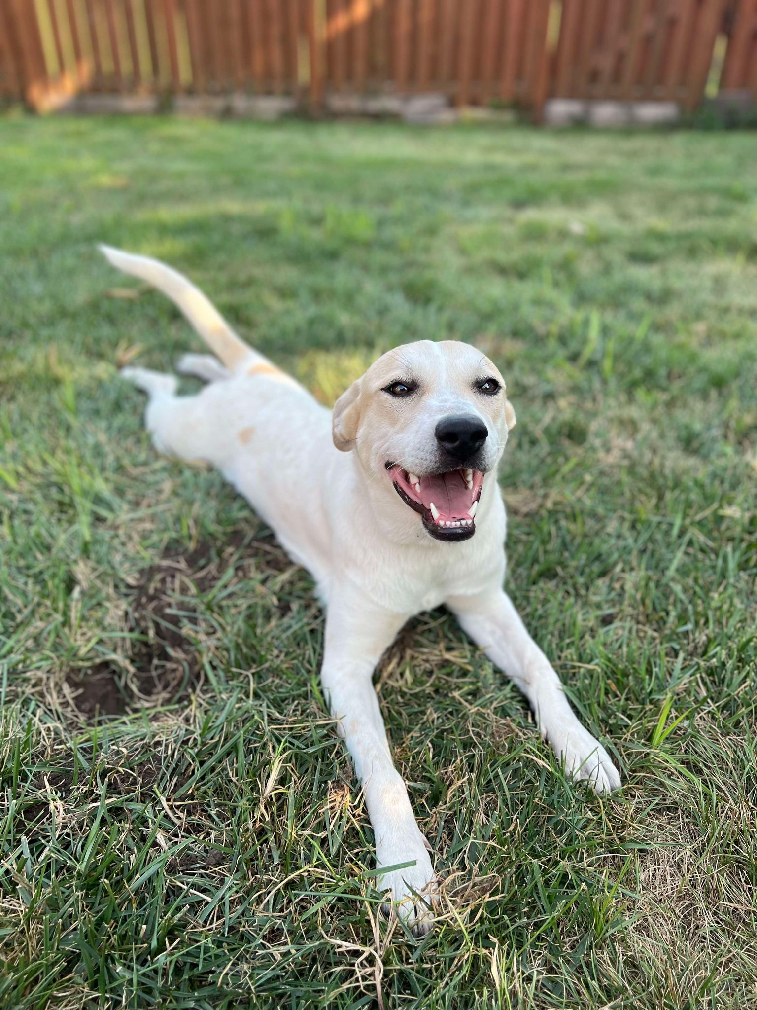 adoptable Dog in Midway, UT named Lavendar