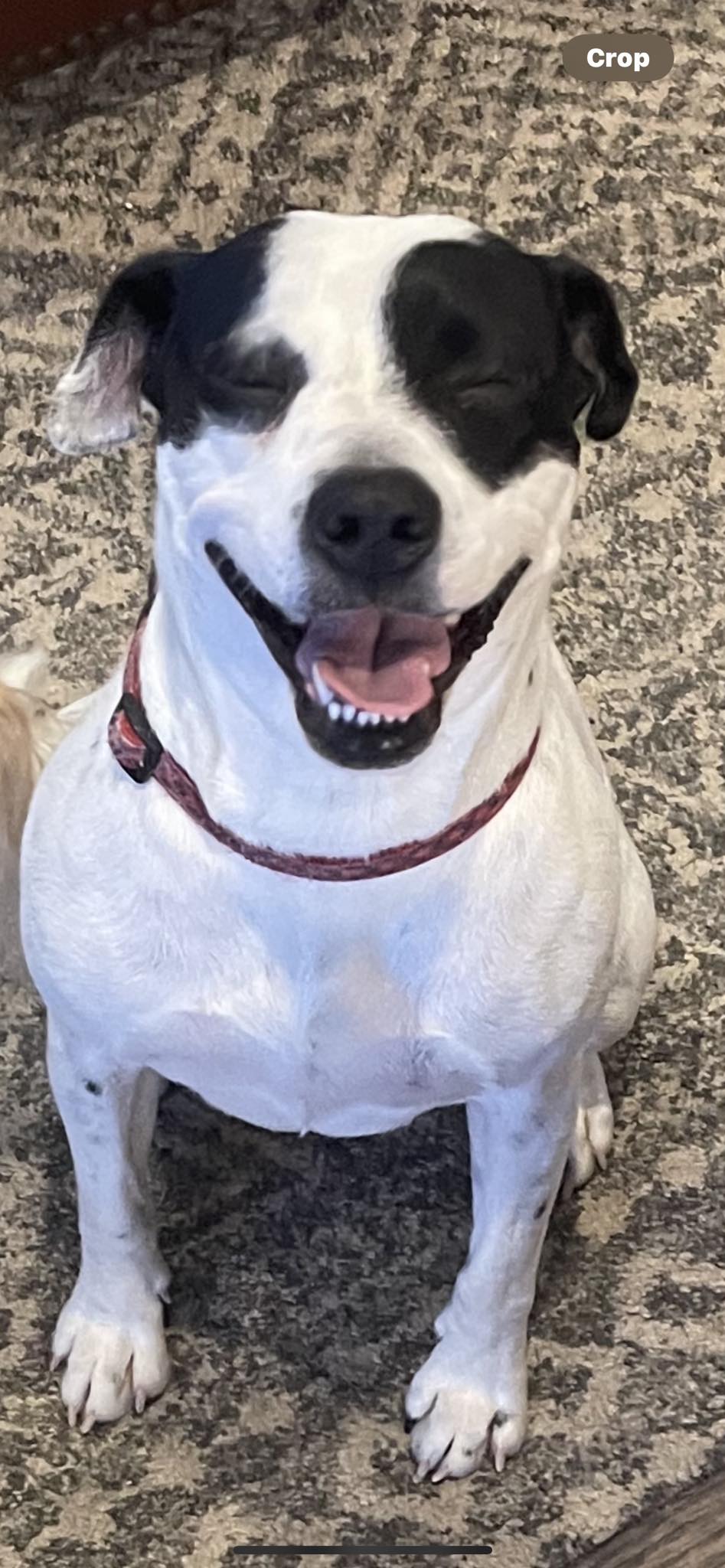 adoptable Dog in Manila, UT named Betty Boop