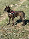 adoptable Dog in Midway, UT named Heather