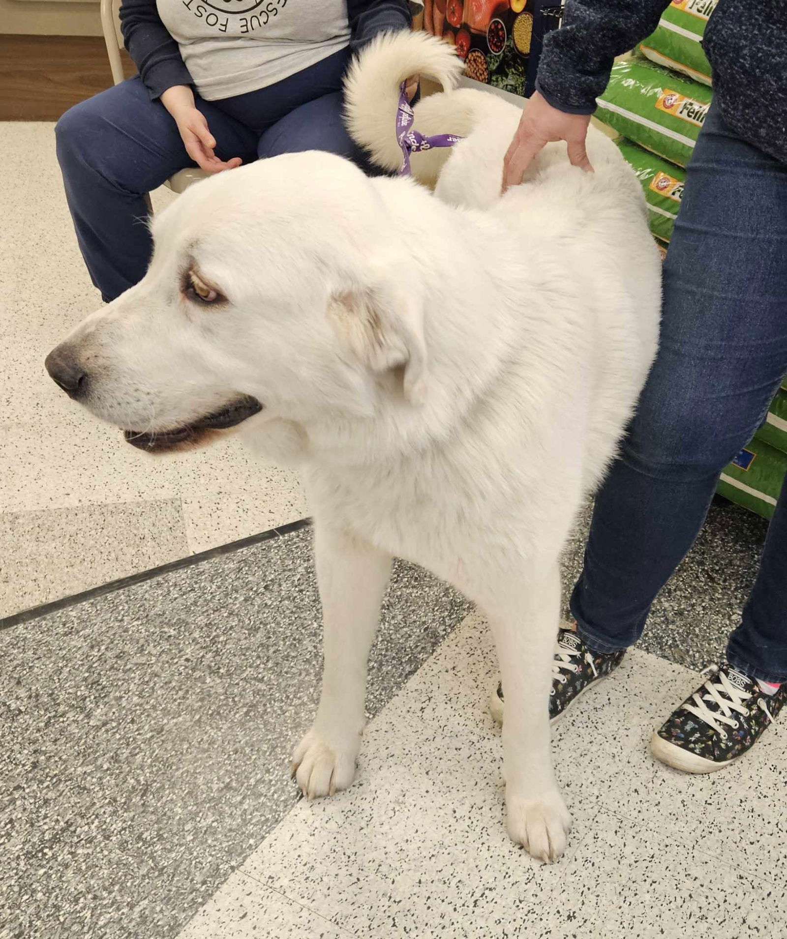 adoptable Dog in Midway, UT named Daisy