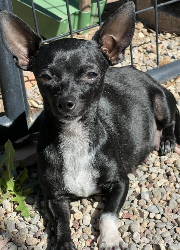 adoptable Dog in Midway, UT named Precious