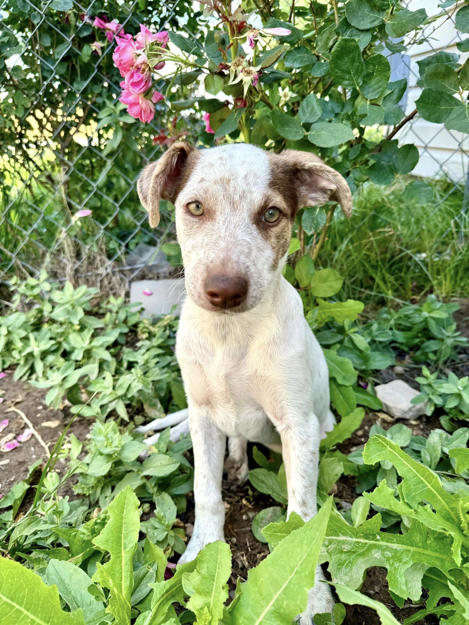 adoptable Dog in Midway, UT named Miss Mary Lynn