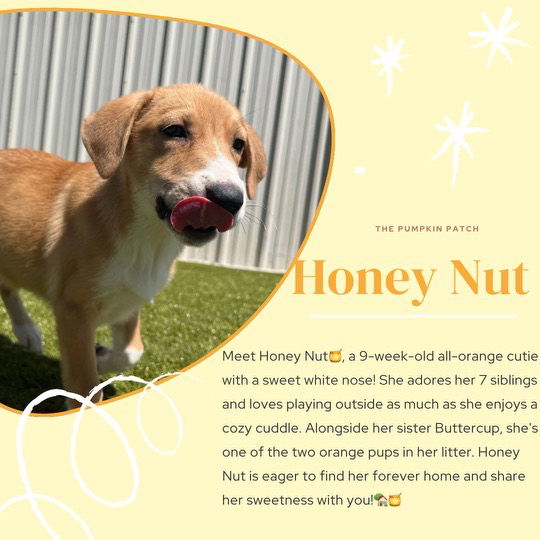 adoptable Dog in Midway, UT named honey nut