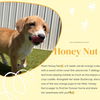 adoptable Dog in  named honey nut