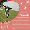 adoptable Dog in Midway, UT named Squash