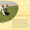 Buttercup  Mara