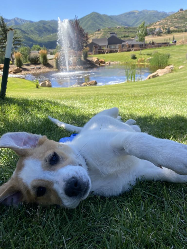 adoptable Dog in Midway, UT named Buttercup  Mara