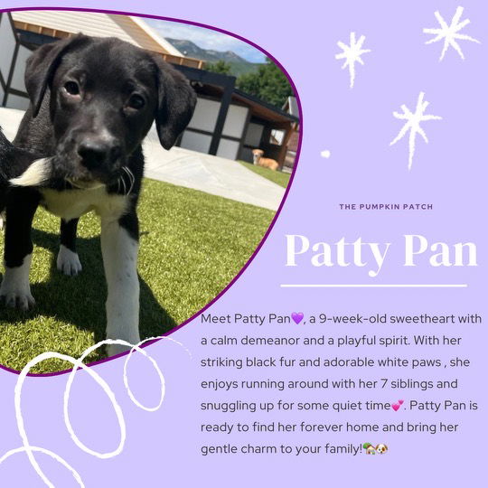 adoptable Dog in Midway, UT named Patty Pan