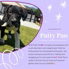 adoptable Dog in  named Patty Pan