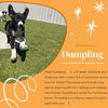 adoptable Dog in , UT named Dumpling