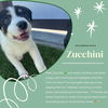 adoptable Dog in  named Zucchini