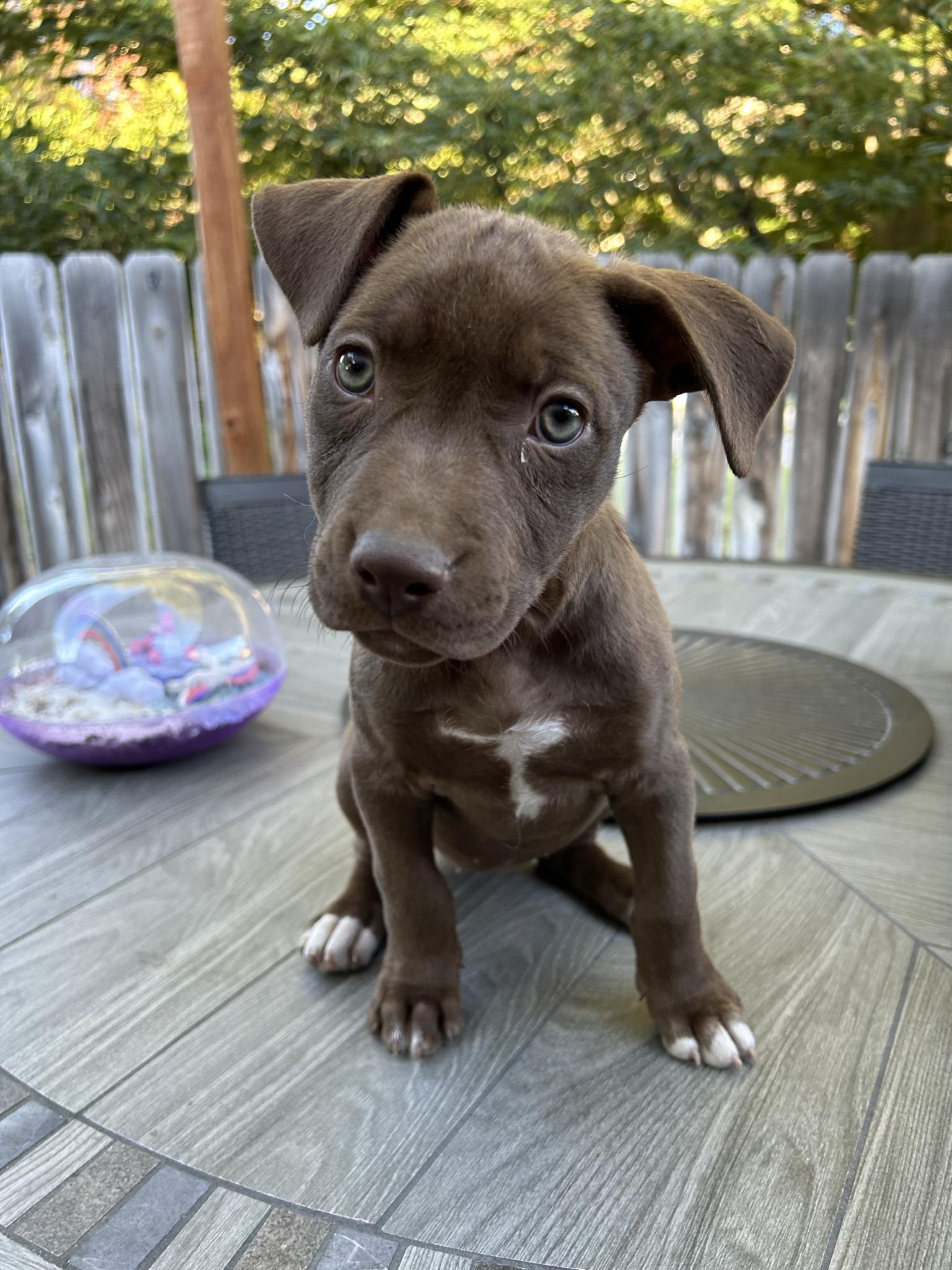 adoptable Dog in Manila, UT named Moose Lilly