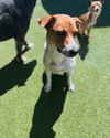 adoptable Dog in , UT named Mama Pumpkin