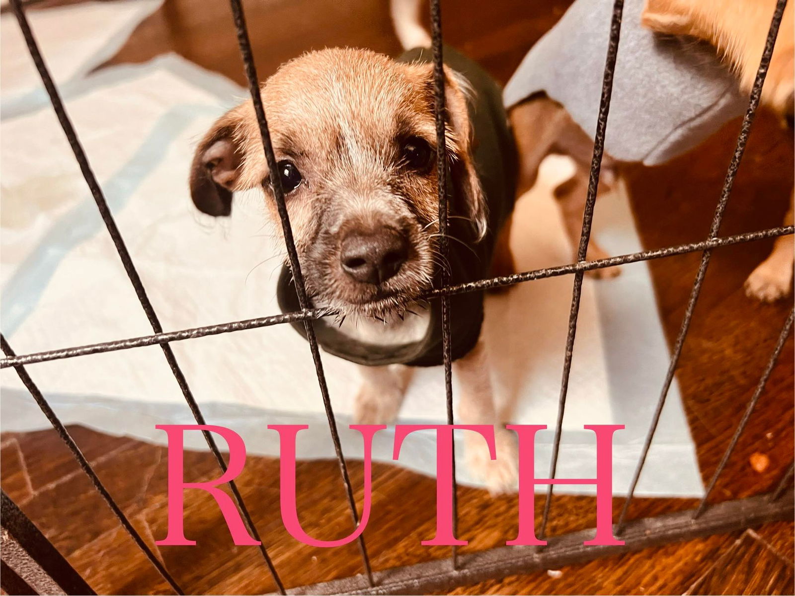 adoptable Dog in Midway, UT named Ruth