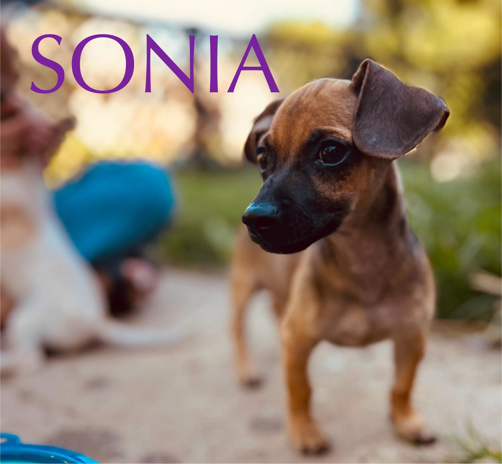 adoptable Dog in Pleasant Hill, MO named Sonia