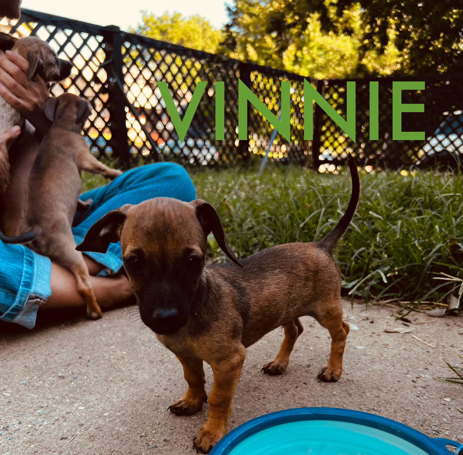 adoptable Dog in Pleasant Hill, MO named Vinnie