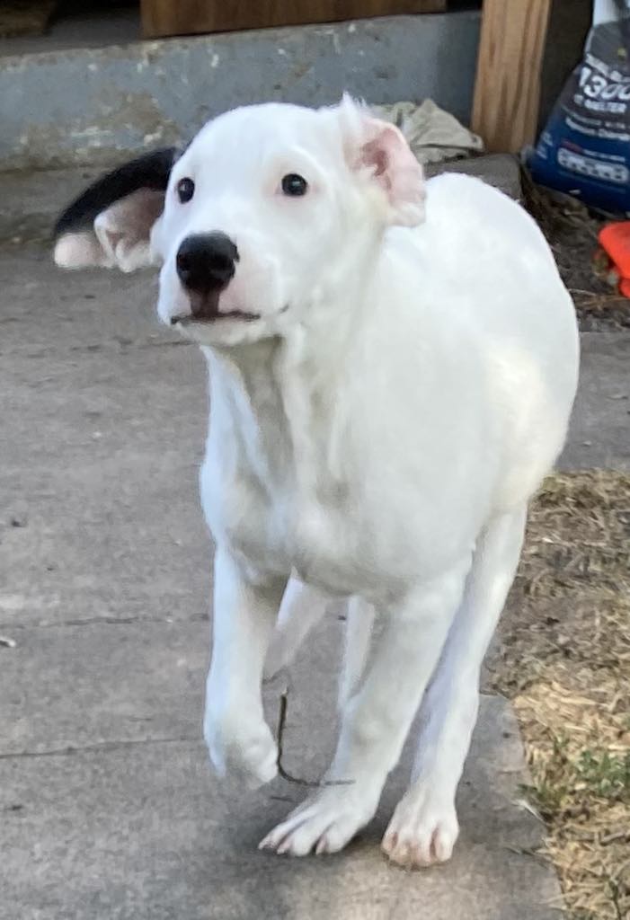 adoptable Dog in Midway, UT named Chip