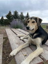 Pippy Pippa - Photo 11